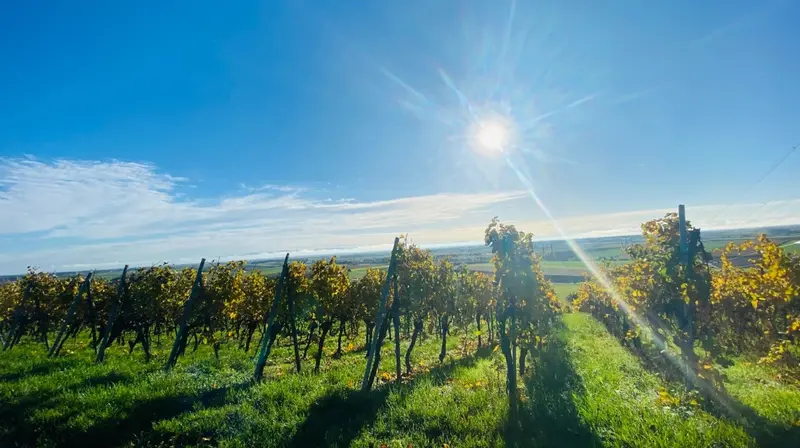 Domaine Vierling